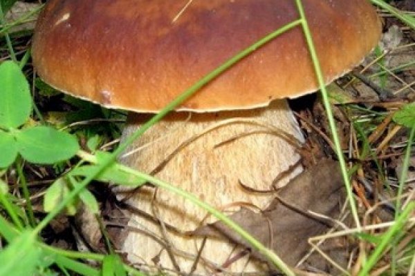 Не могу зайти в аккаунт кракен