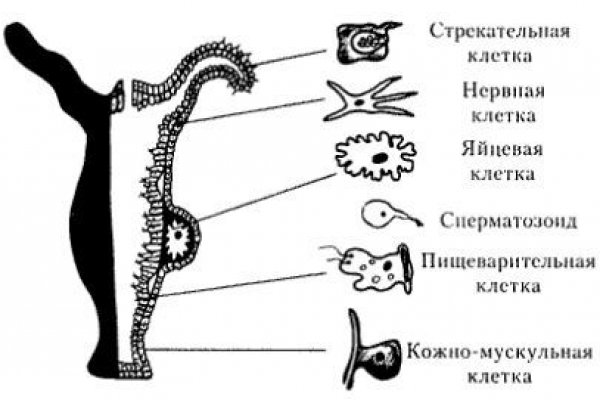 Кракен ссылка pw